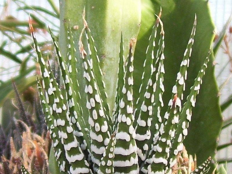 Haworthia Attenuata F. Caespitosa | Haworthia | Aloaceae
