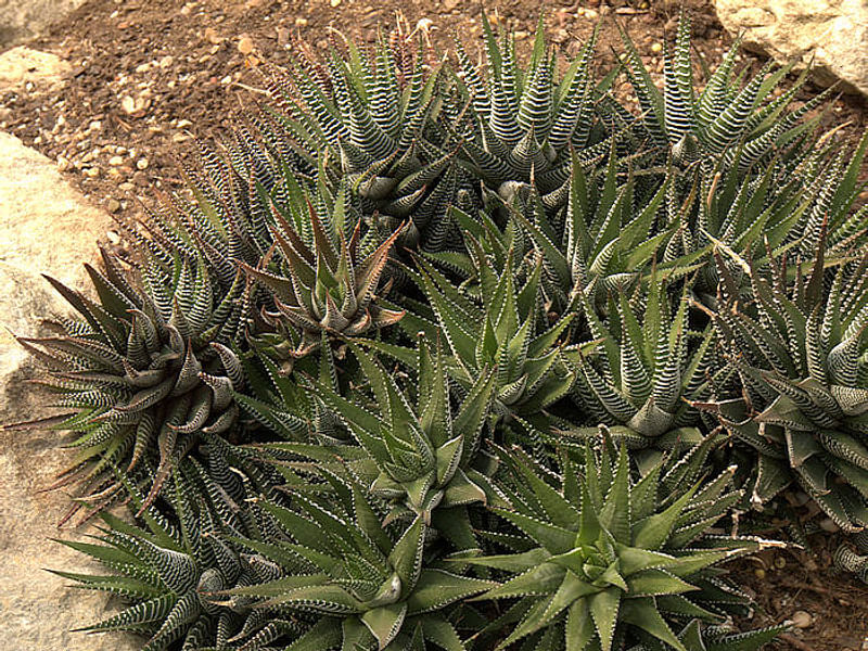 Haworthia Attenuata F. Caespitosa | Haworthia | Aloaceae
