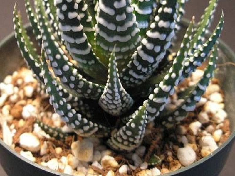 Haworthia Attenuata F. Caespitosa | Haworthia | Aloaceae