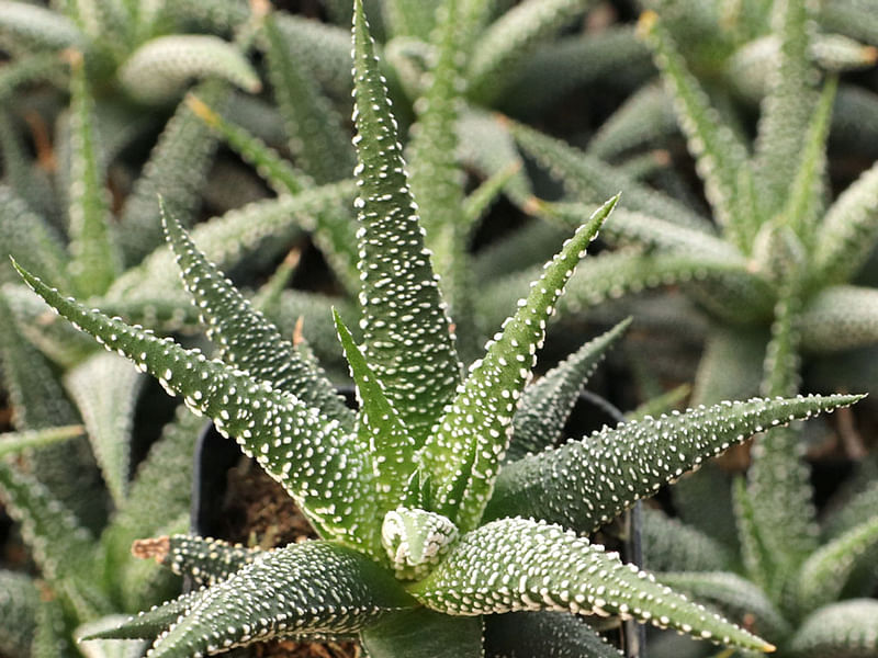 Haworthia Attenuata Var. Radula | Haworthia | Aloaceae