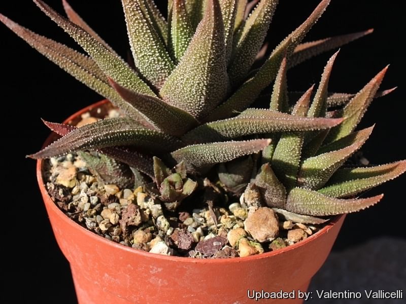 Haworthia Attenuata Var. Radula | Haworthia | Aloaceae