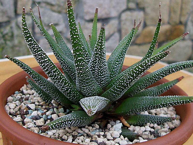 Haworthia Attenuata Var. Radula | Haworthia | Aloaceae