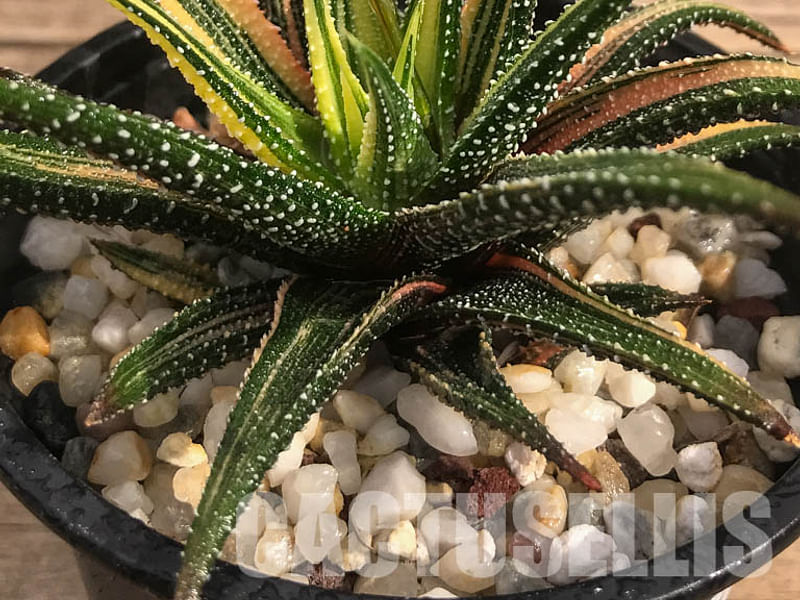 Haworthia Attenuata Var. Radula | Haworthia | Aloaceae