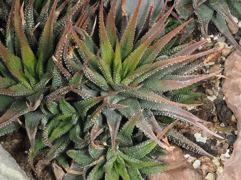 Haworthia Attenuata Var. Radula | Haworthia | Aloaceae