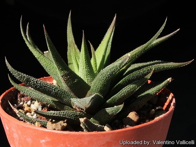 Haworthia Attenuata Var. Radula | Haworthia | Aloaceae