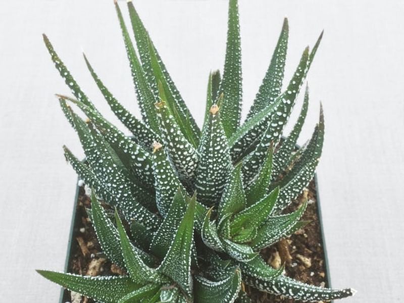 Haworthia Attenuata Var. Radula | Haworthia | Aloaceae