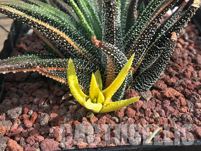 Haworthia Attenuata Var. Radula | Haworthia | Aloaceae