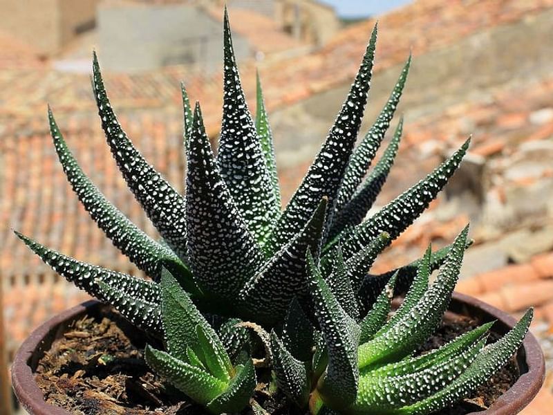 Haworthia Attenuata Var. Radula | Haworthia | Aloaceae
