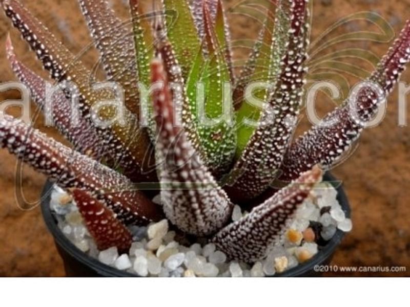 Haworthia Attenuata Var. Radula | Haworthia | Aloaceae