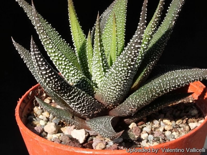 Haworthia Attenuata Var. Radula | Haworthia | Aloaceae