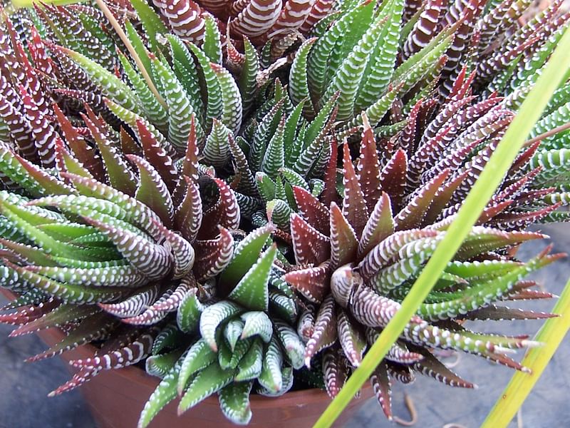 Haworthia Attenuata Var. Radula | Haworthia | Aloaceae