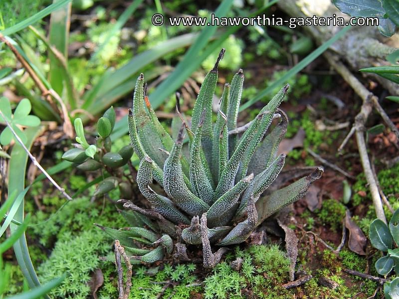 Haworthia Attenuata Var. Radula | Haworthia | Aloaceae