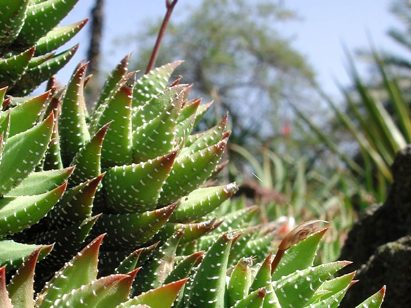 Haworthia Coarctata | Haworthia | Aloaceae