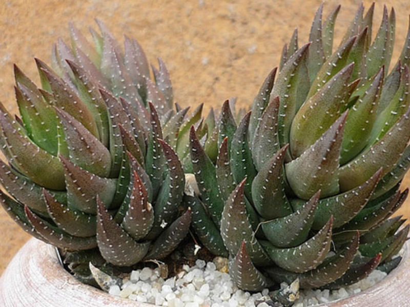 Haworthia Coarctata Fa. Greenii | Haworthia | Aloaceae