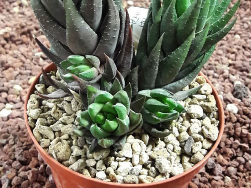 Haworthia Coarctata Fa. Greenii | Haworthia | Aloaceae