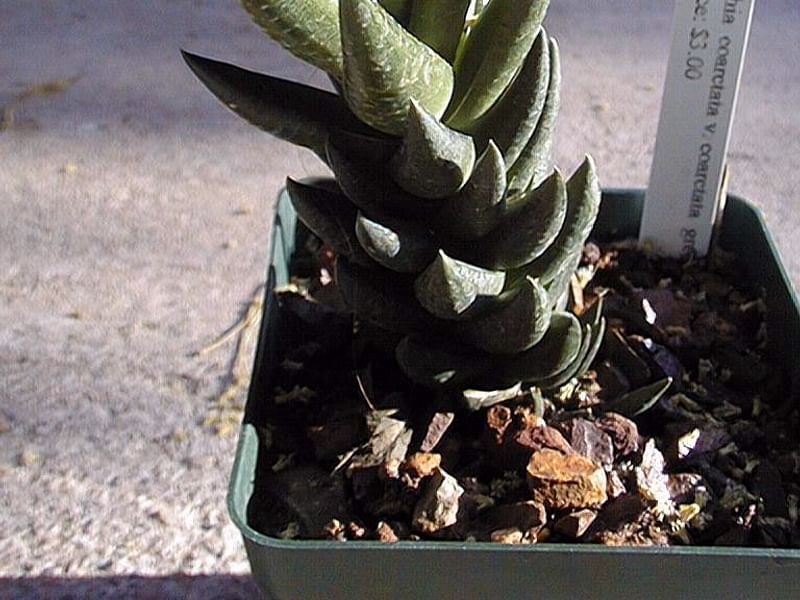Haworthia Coarctata Fa. Greenii | Haworthia | Aloaceae