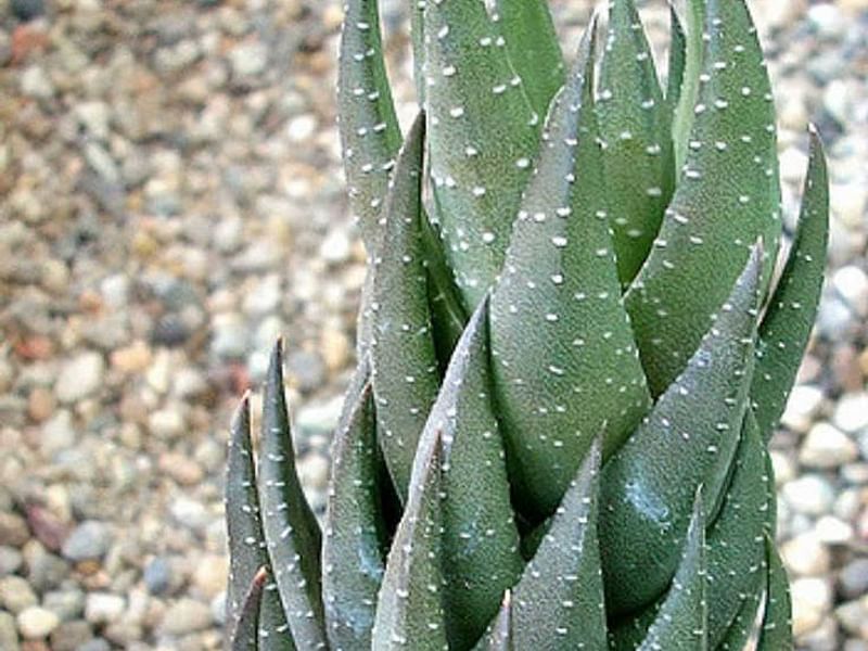 Haworthia Coarctata Fa. Greenii | Haworthia | Aloaceae