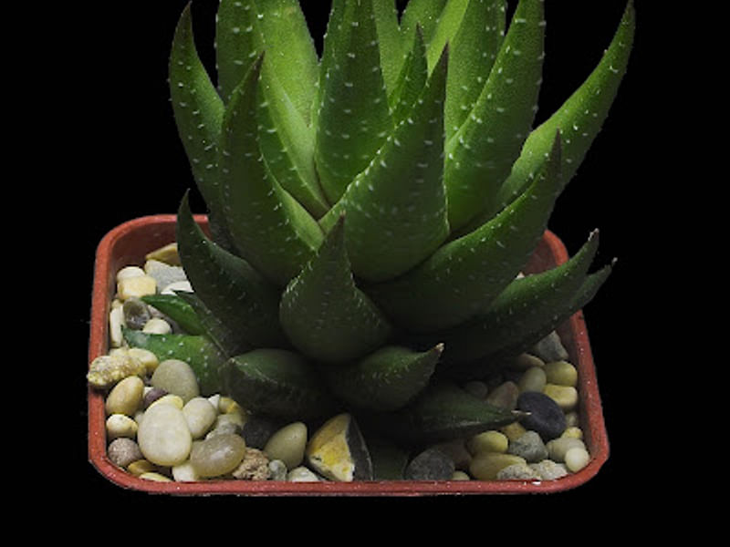 Haworthia Coarctata Fa. Greenii | Haworthia | Aloaceae