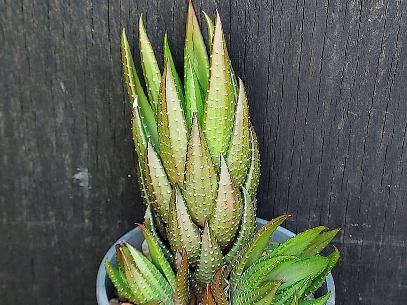 Haworthia Coarctata Fa. Greenii | Haworthia | Aloaceae