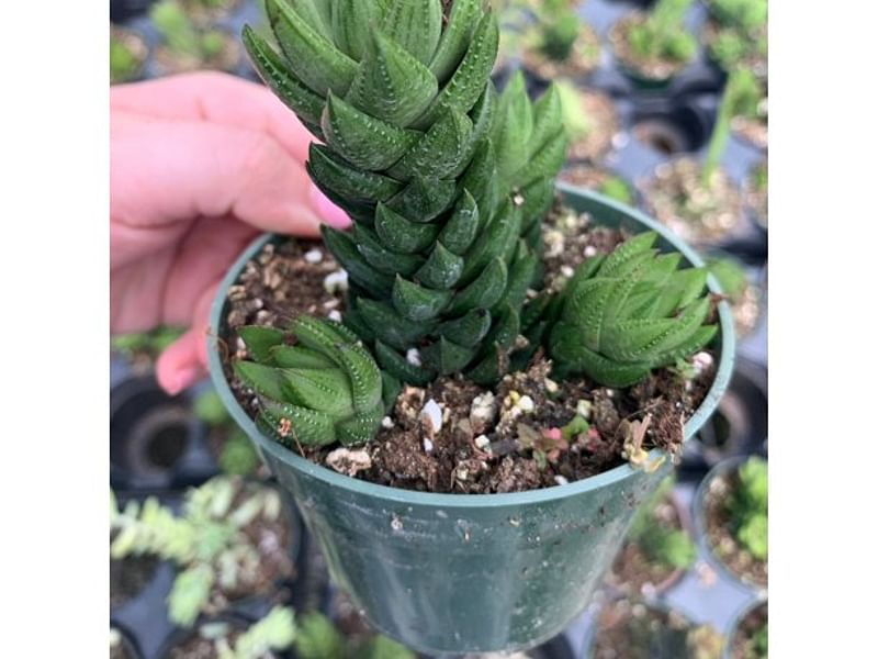 Haworthia Coarctata Fa. Greenii | Haworthia | Aloaceae