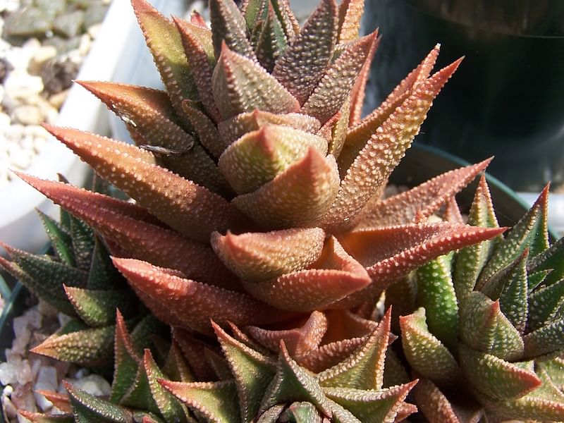 Haworthia Kewensis | Haworthia | Aloaceae