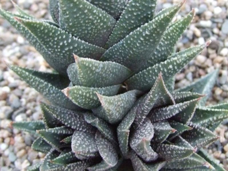Haworthia Kewensis | Haworthia | Aloaceae