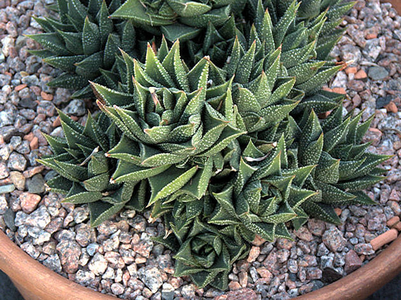 Haworthia Kewensis | Haworthia | Aloaceae