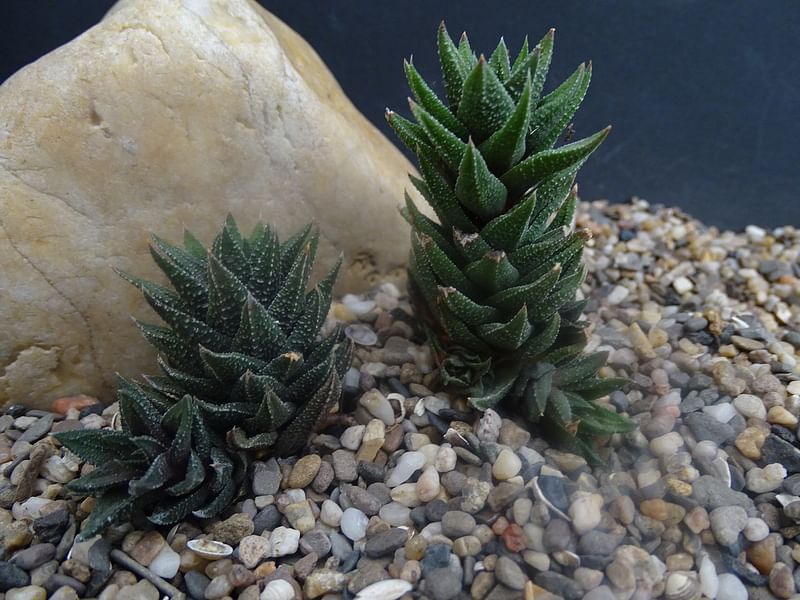 Haworthia Kewensis | Haworthia | Aloaceae