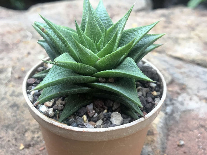 Haworthia Kewensis | Haworthia | Aloaceae