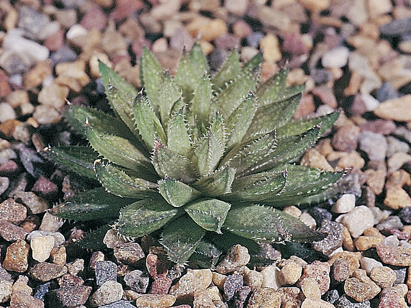 Haworthia Kewensis | Haworthia | Aloaceae