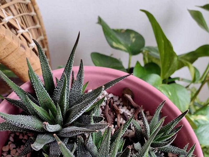Haworthia Kewensis | Haworthia | Aloaceae