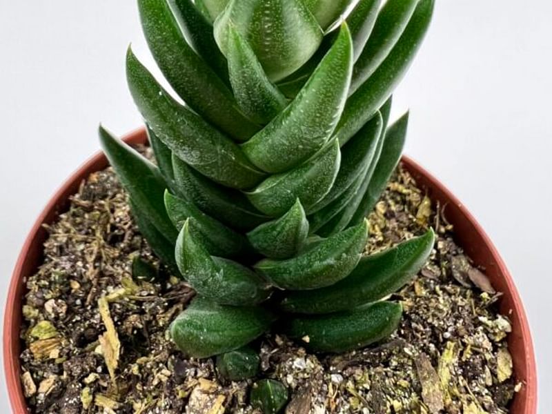 Haworthia Kewensis | Haworthia | Aloaceae