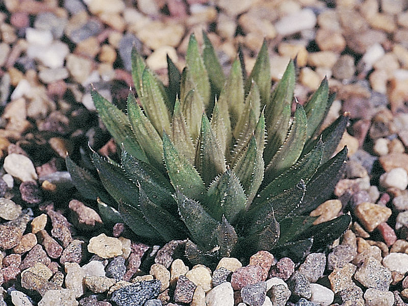 Haworthia Kewensis | Haworthia | Aloaceae