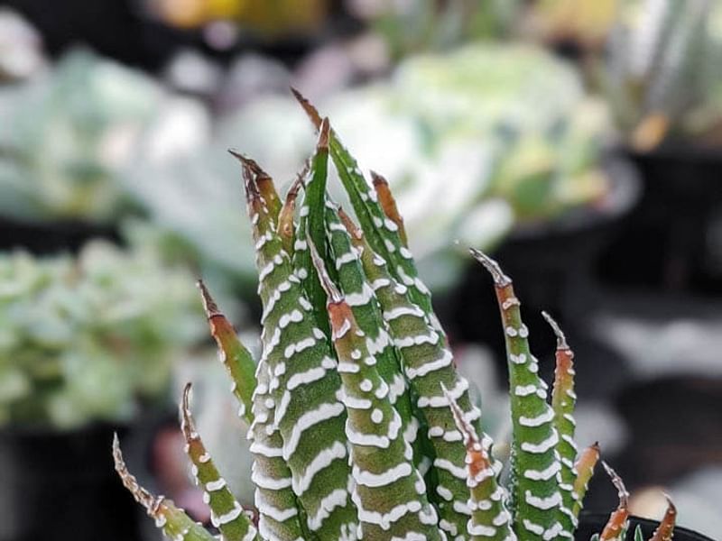 Haworthia Kewensis | Haworthia | Aloaceae