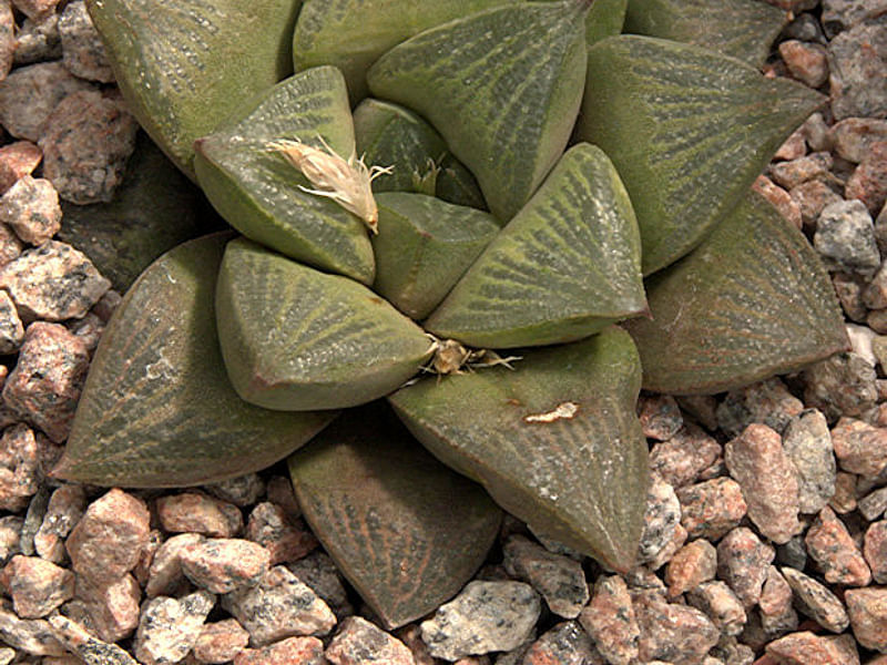 Haworthia Kewensis | Haworthia | Aloaceae