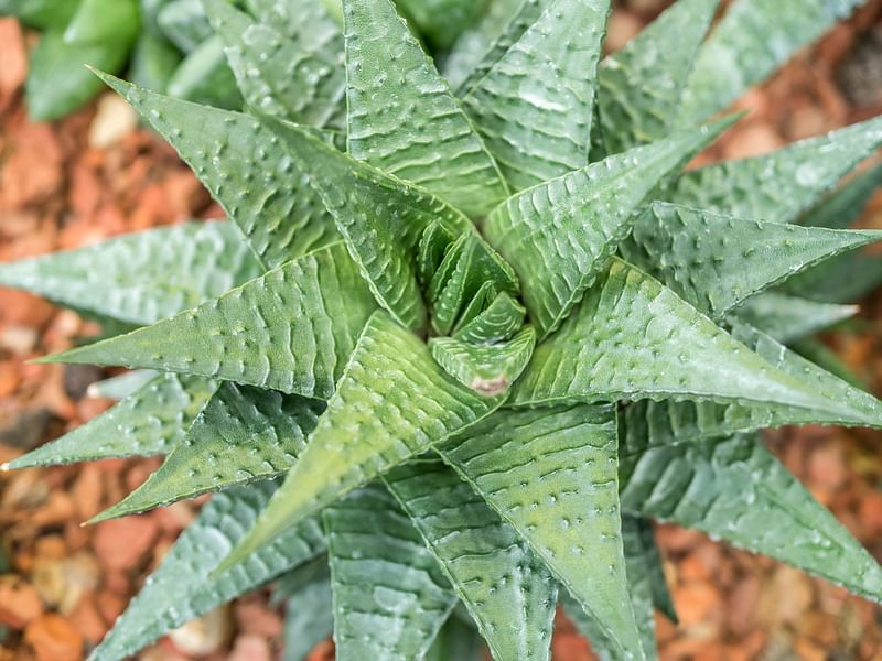 Haworthia Limifolia | Haworthia | Aloaceae