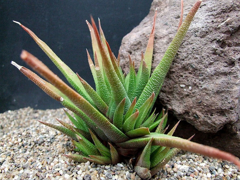 Haworthia Longiana | Haworthia | Aloaceae