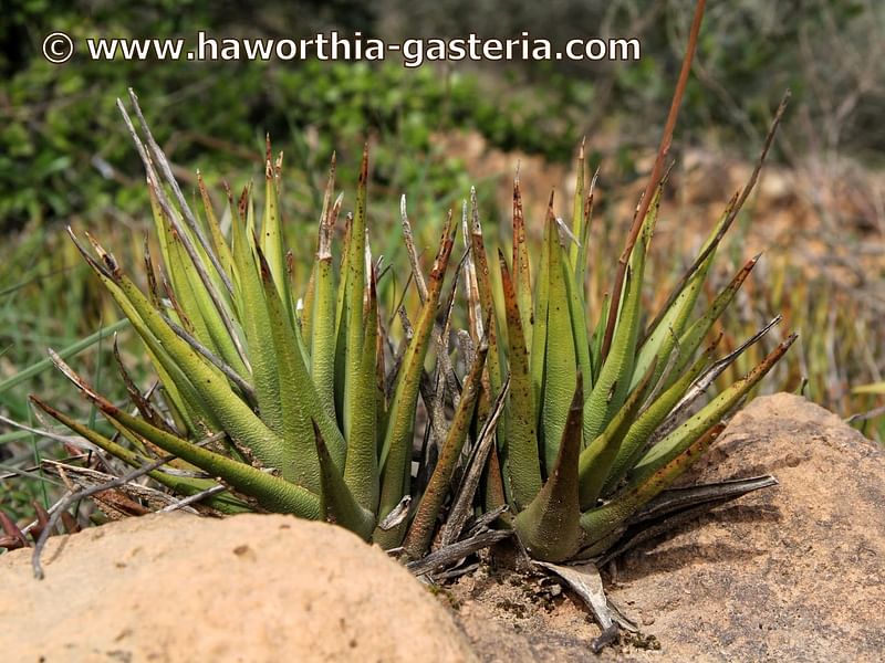 Haworthia Longiana | Haworthia | Aloaceae