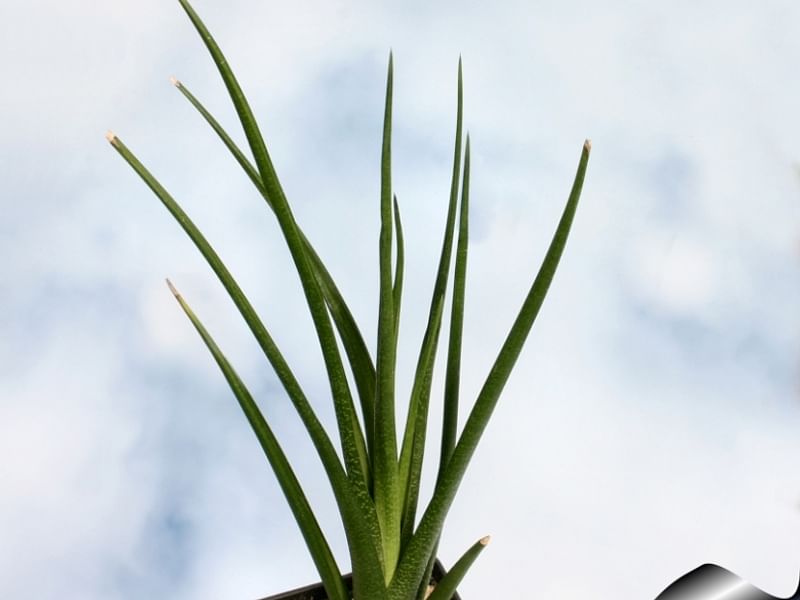 Haworthia Longiana | Haworthia | Aloaceae
