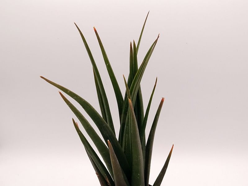 Haworthia Longiana | Haworthia | Aloaceae