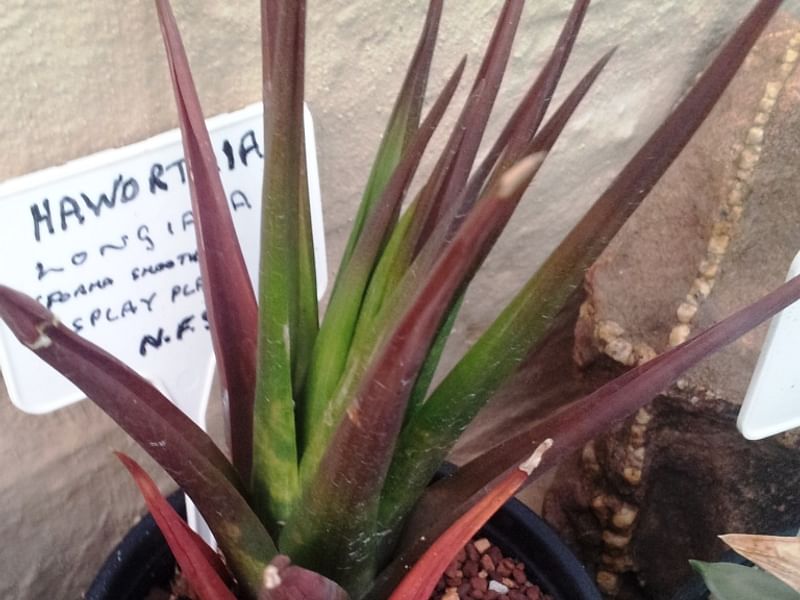 Haworthia Longiana | Haworthia | Aloaceae