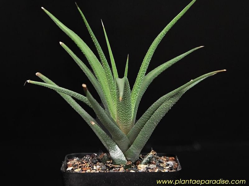 Haworthia Longiana | Haworthia | Aloaceae