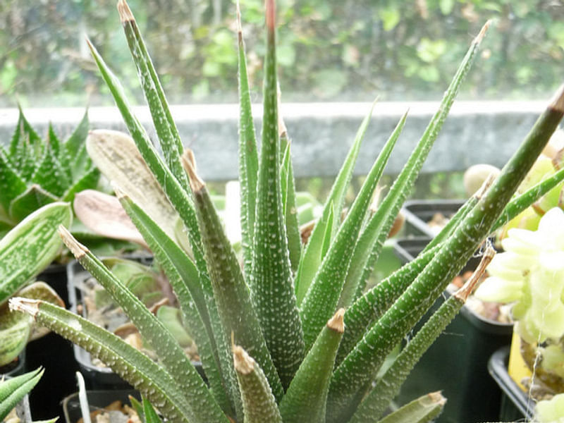 Haworthia Longiana | Haworthia | Aloaceae