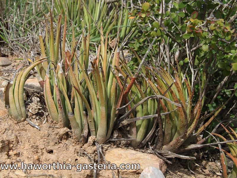 Haworthia Longiana | Haworthia | Aloaceae