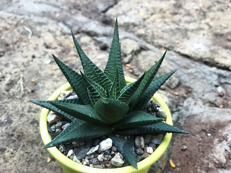 Haworthia Longiana | Haworthia | Aloaceae