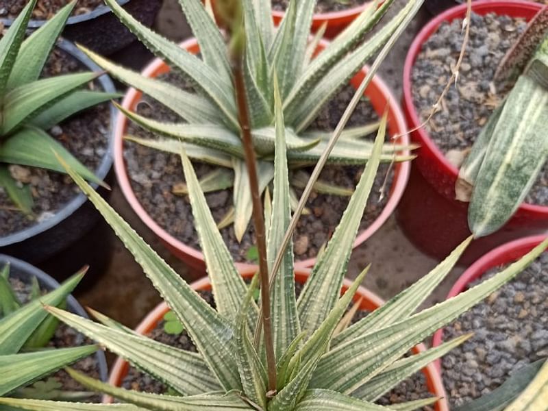 Haworthia Longiana | Haworthia | Aloaceae