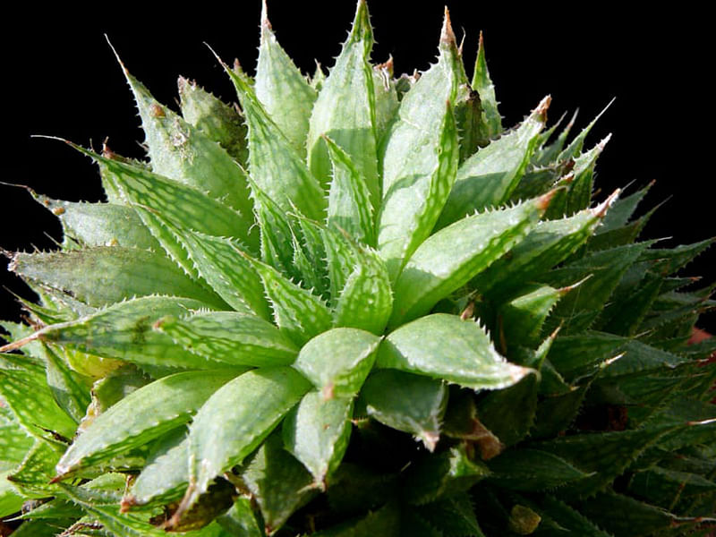 Haworthia Marumiana | Haworthia | Aloaceae