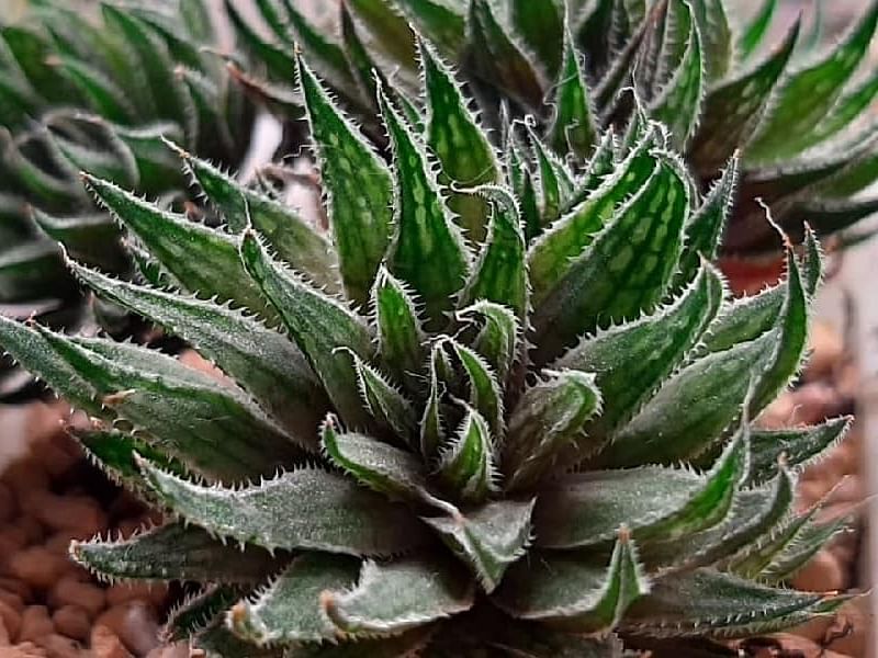 Haworthia Marumiana | Haworthia | Aloaceae