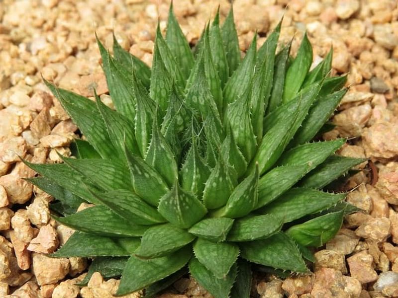 Haworthia Marumiana | Haworthia | Aloaceae