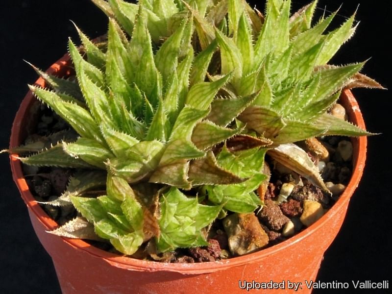 Haworthia Marumiana | Haworthia | Aloaceae